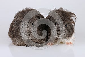 Two sheltie guinea pig babies