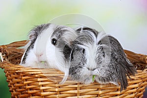 Two sheltie guinea pig in a basket