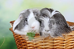 Two sheltie guinea pig in a basket