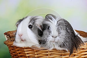 Two sheltie guinea pig in a basket