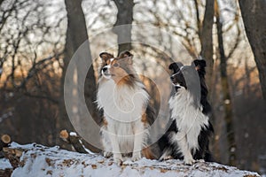 Two Shelties sitting together in snowy park with beautiful sunny background