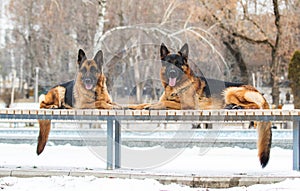 two shepherd dog outdoors