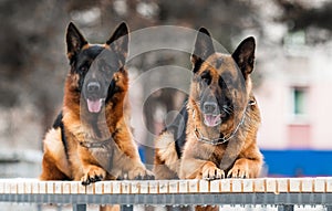 Two shepherd dog outdoors