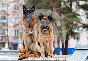 Two shepherd dog outdoors