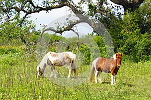 Two Shetland Ponies Refugio Texas photo