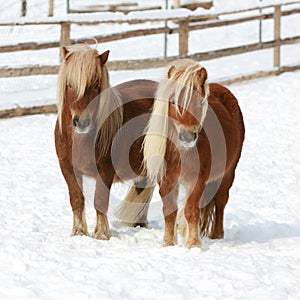 Two shetland ponnies standing together in winter