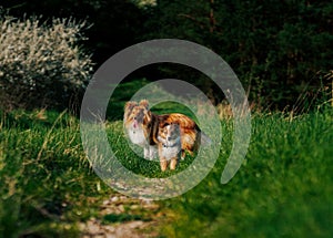 Two shetland sheepdog