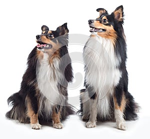 Two Shetland Sheepdogs sitting isolated