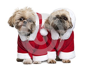 Two Shi-Tzu's in Santa Claus suits, standing photo