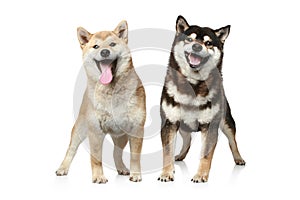 Two Shiba inu dogs