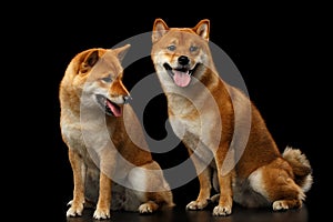 Two Shiba inu Dogs, Isolated Black Background