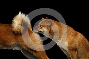 Two Shiba inu Dogs, Isolated Black Background