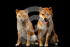 Two Shiba inu Dogs, Isolated Black Background