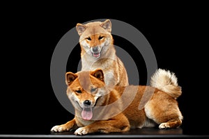 Two Shiba inu Dogs, Isolated Black Background