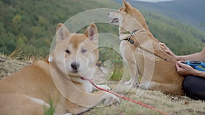 Two Shiba Inu dogs resting on the top of a mountain.