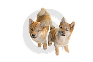 Two shiba Inu puppy dogs both sitting and looking up seen from above