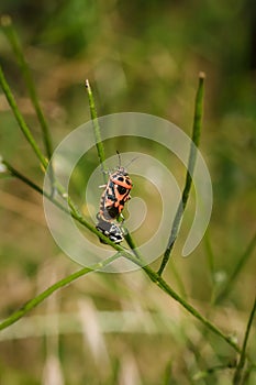 Two shield bugs mating on green plant. Eurydema ornata from family Pentatomidae. Soft focused vertical macro shot