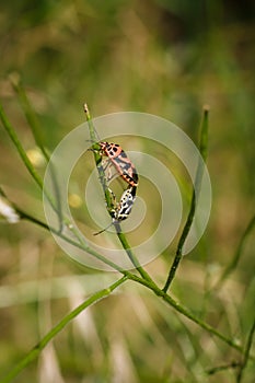 Two shield bugs mating on green plant. Eurydema ornata from family Pentatomidae. Soft focused vertical macro shot