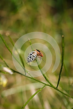 Two shield bugs mating on green plant. Eurydema ornata from family Pentatomidae. Soft focused vertical macro shot