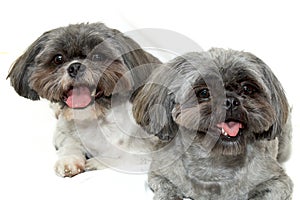 Two shih tzu dogs lying on white looking at viewer up close