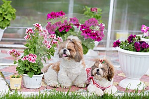 Two Shih Tzu dogs sit on the lawn in the garden on a background of flowers