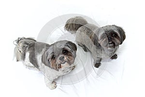 Two shih tzu dogs standing looking up at viewer