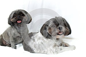 Two shih tzu dogs on white looking at viewer