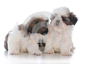 two shih tzu puppy litter mates