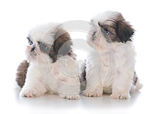 two shih tzu puppy litter mates