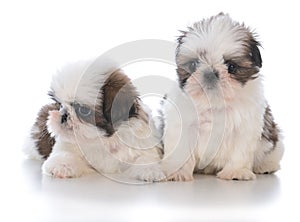 Two shih tzu puppy litter mates