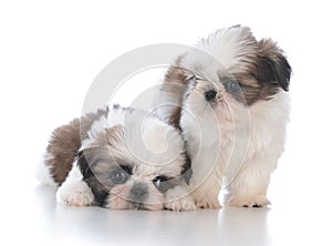 two shih tzu puppy litter mates