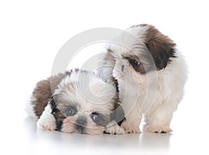 two shih tzu puppy litter mates