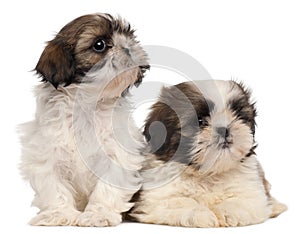 Two Shih-tzus