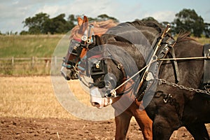 Two shire horses