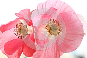 Two Shirley poppies photo