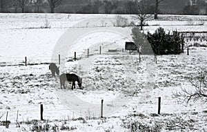 Two shivering donkeys graze the little grass that comes out of t