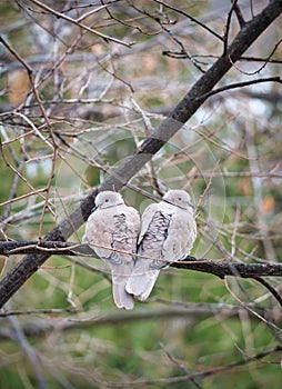 Two shriveling pigeons (Columba livia domestica) sitting on the braches of a tree photo