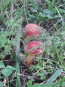 Two shroom for me