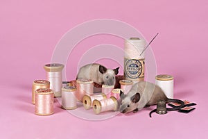 Two siamese domestic mice in a pink stilllife setting with haberdashery thread and needles