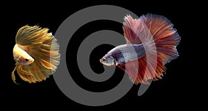 Two Siamese fighting fish in action, closed-up with black background, DUAL ISO technique. Red betta f