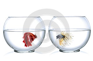 Two Siamese fighting fish in fish bowl , in front of white background