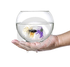 Two Siamese fighting fish in fish bowl, in hand isolated on a white background.