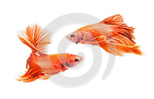 Two siamese fighting fish isolated on white background, File contains a clipping path. Betta fish.