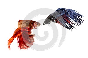 Two Siamese Fighting Fishes isolated on white background