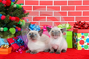 Two Siamese kittens by christmas tree