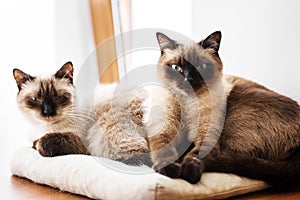 Two siamese like cats resting on a pillow photo