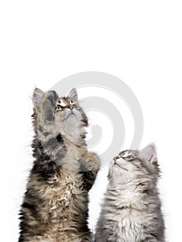 Two Siberian Forest cat / kittens isolated on white background reaching /playing photo