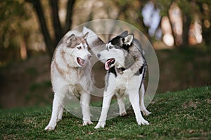 Two siberian huskies in the park