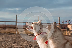 two Siberian huskies with red tassels on collars on a farm in autumn