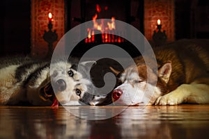 Two Siberian huskies are resting by warm fireplace with burning logs. Logs fire burns brightly in the old tiled fireplace.